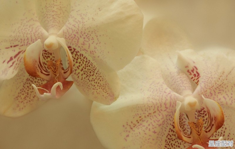 2007年3月6号属猪是什么星座，2007属猪的是什么星座 - 星座运势