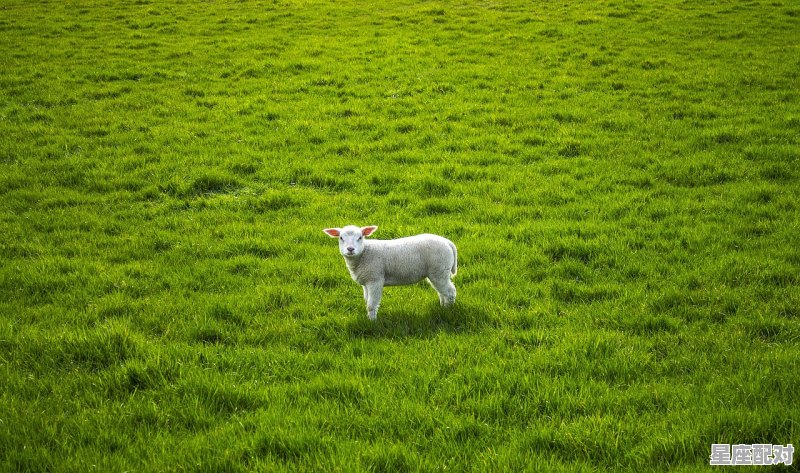 属羊的在2020年适合养什么花_2020属羊今日运势 - 星座运势