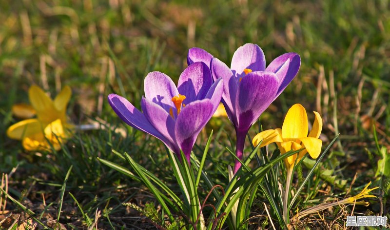 83年属猪女人的一生_83年属猪多大 - 星座运势