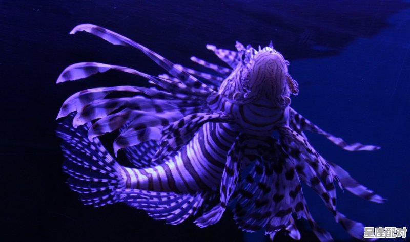 2000年农历初三星座_双鱼座的特征和含义 - 星座运势