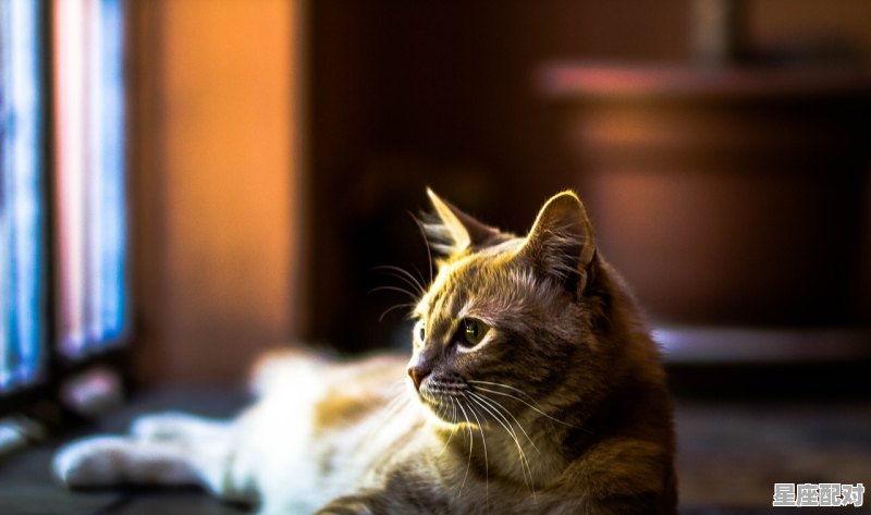 做梦的动物_猫咪也会做梦吗 - 星座运势