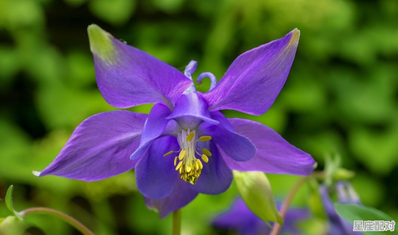 水瓶座最佳伴侣星座_12星座当中都有什么星座 - 星座运势