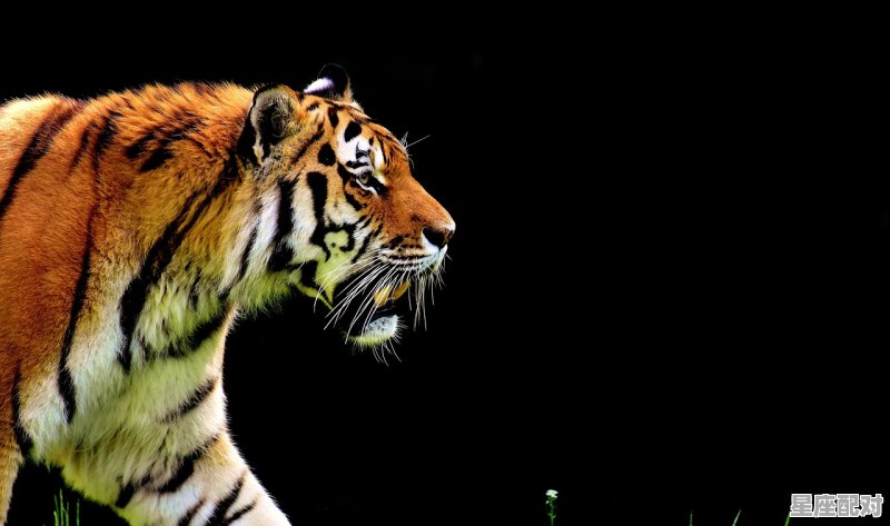 19几年是属虎的_九月虎是上山虎还是下山虎 - 星座运势