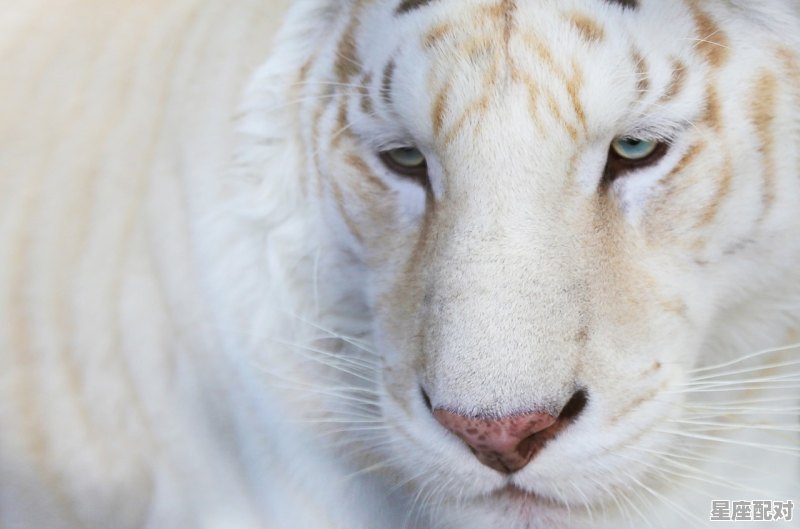 男孩属猴七月十五早七点五十五好不好,属猴今日运势男生 男孩属猴七月十五早七点五十五好不好,属猴今日运势男生 - 星座运势