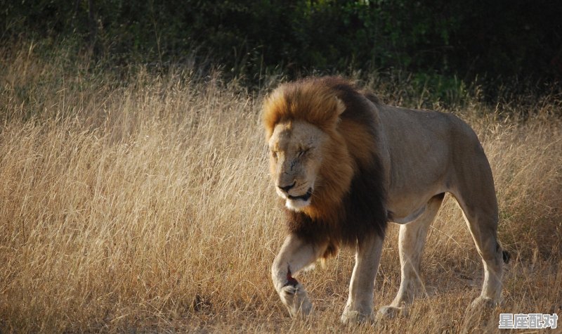 狮子女孩性格怎样,狮子座座女生什么性格 狮子女孩性格怎样,狮子座座女生什么性格 - 星座运势