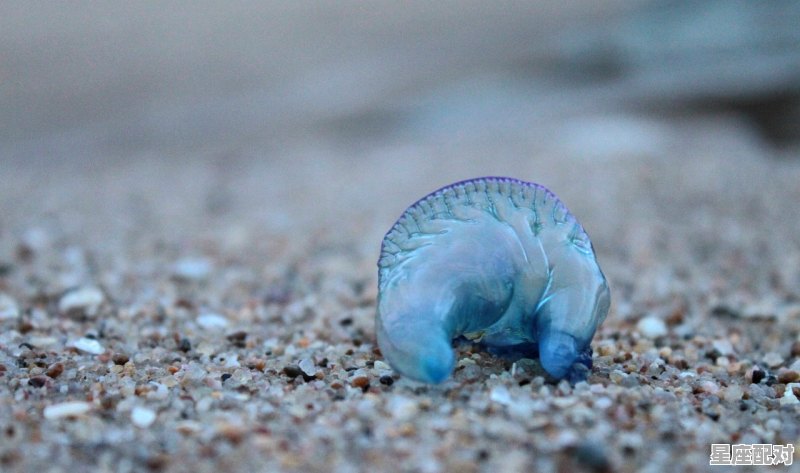 黄鼠狼的尿是什么意思_梦到黄鼠狼是什么意思 黄鼠狼的尿是什么意思_梦到黄鼠狼是什么意思 - 星座运势