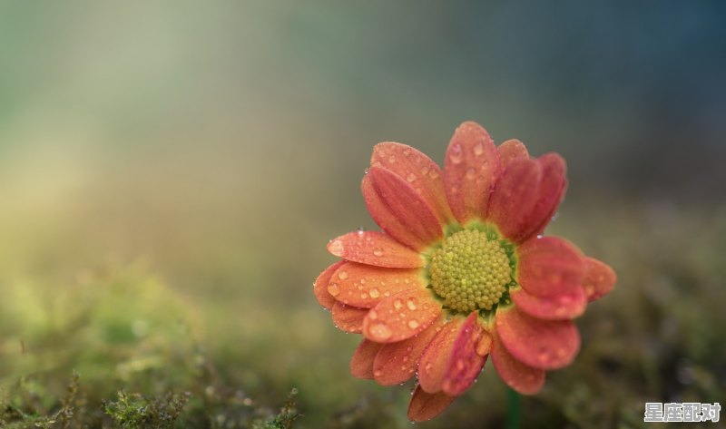 金牛最好的五大特点是,金牛座什么座性格最好 金牛最好的五大特点是,金牛座什么座性格最好 - 星座运势