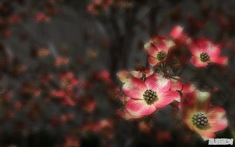 巨蟹座有什么特点与性格,巨蟹座属于什么座性格 巨蟹座有什么特点与性格,巨蟹座属于什么座性格 - 星座运势