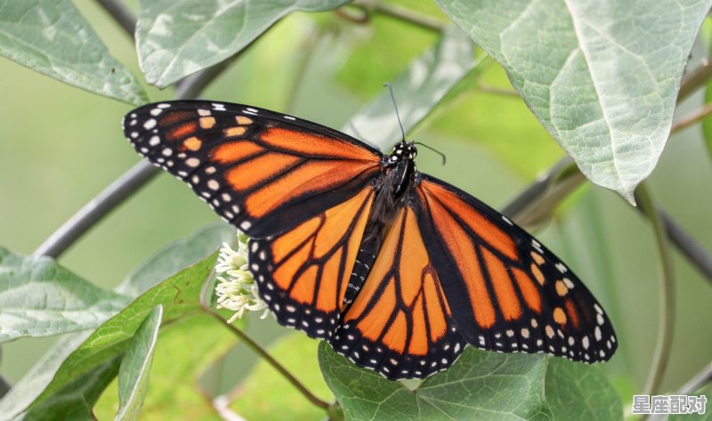 53年的多大了,老年属蛇今日运势 53年的多大了,老年属蛇今日运势 - 星座运势