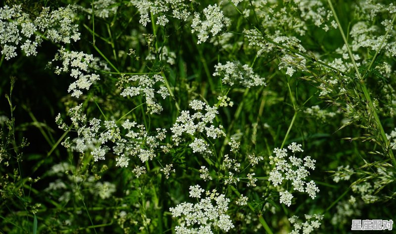 贵州丧葬习俗罗小草,贵州丧葬习俗罗小草 贵州丧葬习俗罗小草,贵州丧葬习俗罗小草 - 星座运势