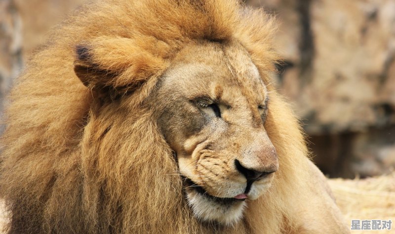 狮子座女生性格特点和脾气_主巨蟹副狮子性格 - 星座运势
