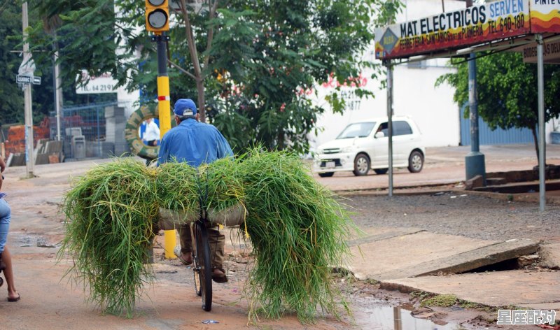 贵州斗牛之后为什么要把牛杀掉，贵州丧葬习俗杀牛 - 星座运势