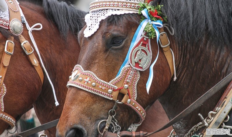 贵州砍马风俗_贵州省土葬政策 - 星座运势