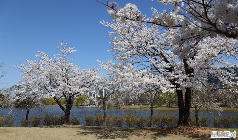 金牛座每月桃花运势，金牛女今日整体运势 - 星座运势