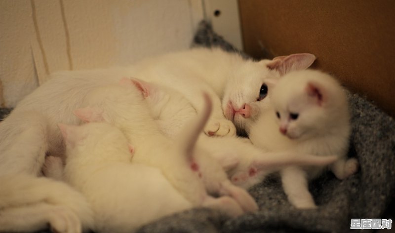 猫咪可以吃含有白砂糖的食物吗_猫咪吃了驱虫药要多久才能喂食呢 猫咪可以吃含有白砂糖的食物吗_猫咪吃了驱虫药要多久才能喂食呢 - 星座运势