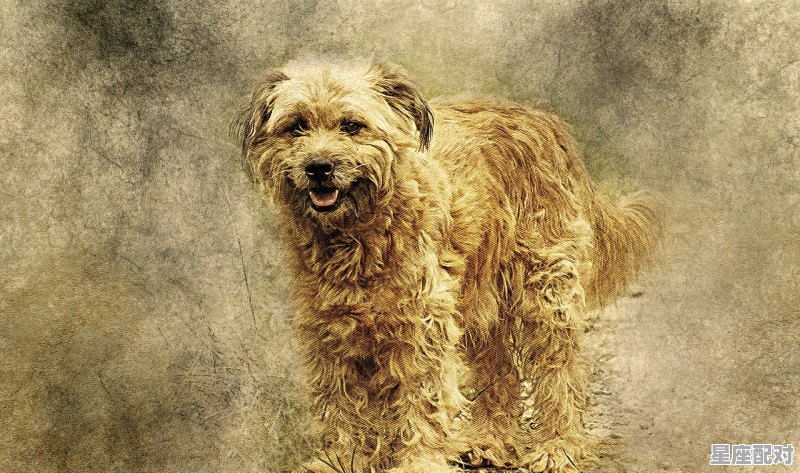 一山不容二虎是指什么动物_一山二虎(猜一或者两个数字) - 星座运势