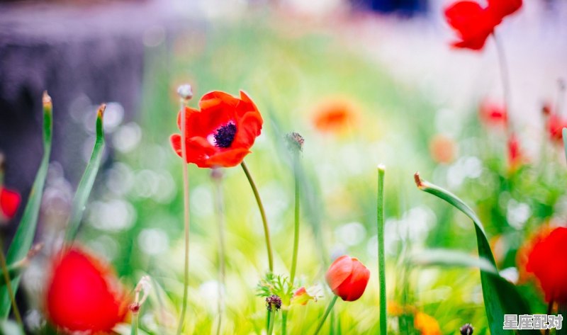 为什么说双子吃定白羊_为什么双子会爱惨了白羊 - 星座运势