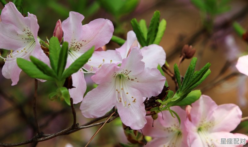 为什么巨蟹总是喜欢天秤，巨蟹座天秤座性格 - 星座运势