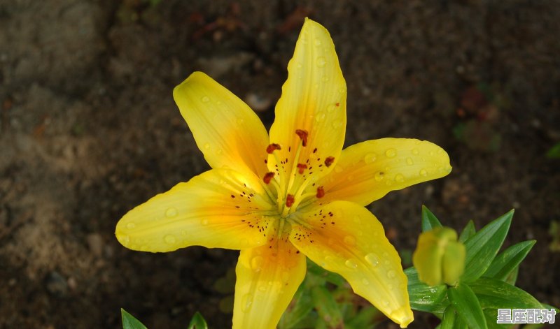 天平座的优缺点，天秤座座的性格缺点 - 星座运势