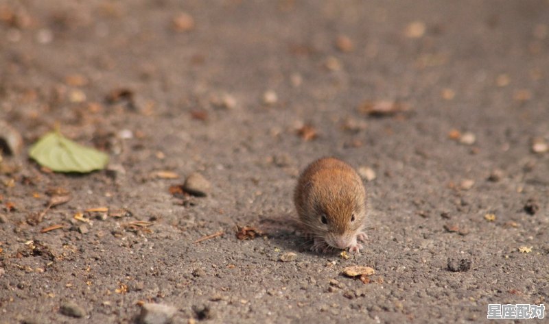 89蛇2020年下半年财运_2022本命年什么属相 - 星座运势