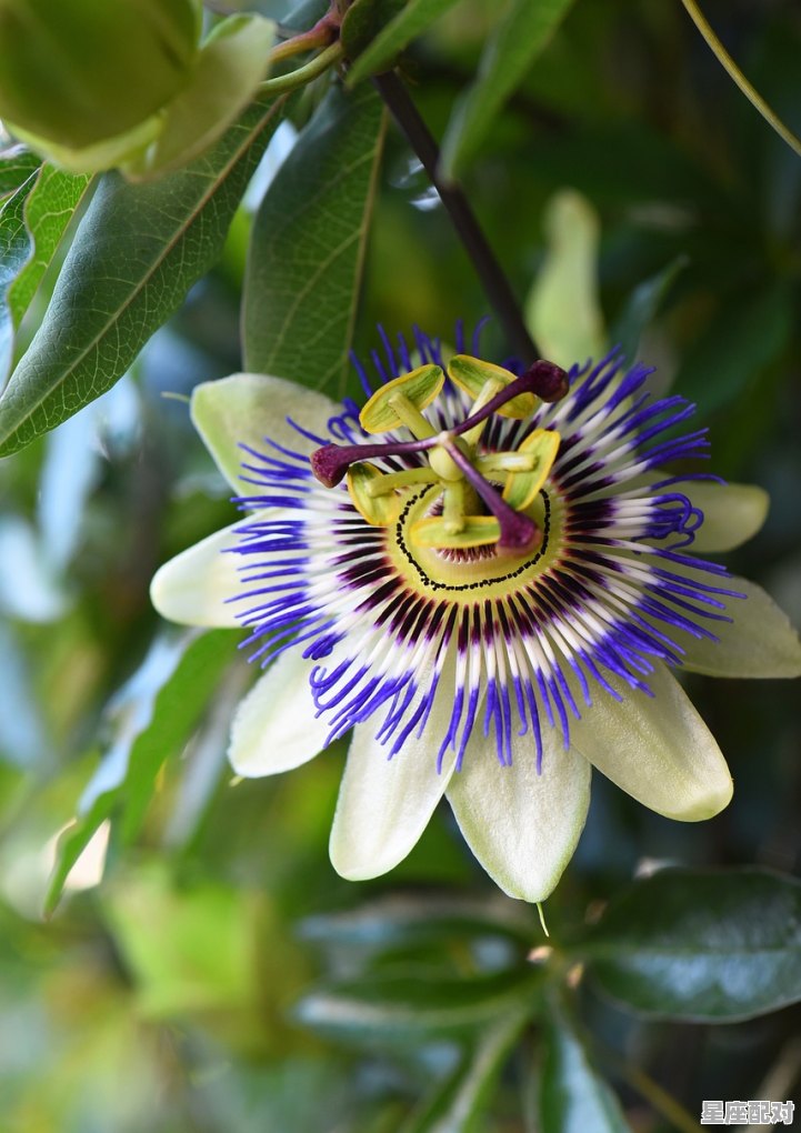 双鱼座今天幸运色是什么颜色，双鱼今日运势21天 - 星座运势