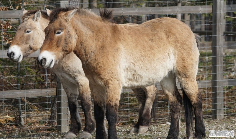 十二生肖的成语,千军万马出过什么生肖 - 星座运势
