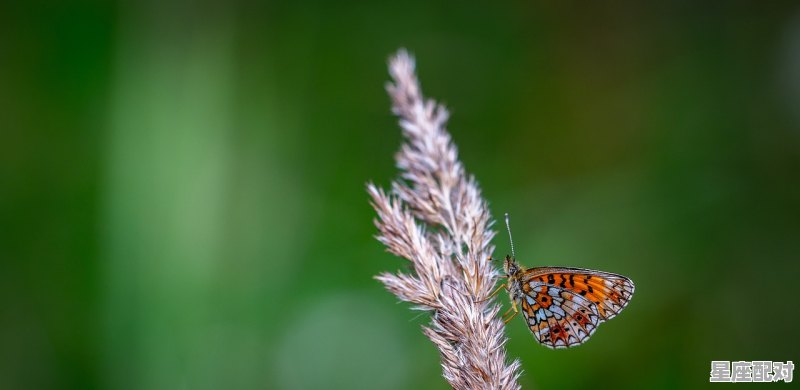 十二星座都有什么星座,格是什么星座 十二星座都有什么星座,格是什么星座 - 星座运势