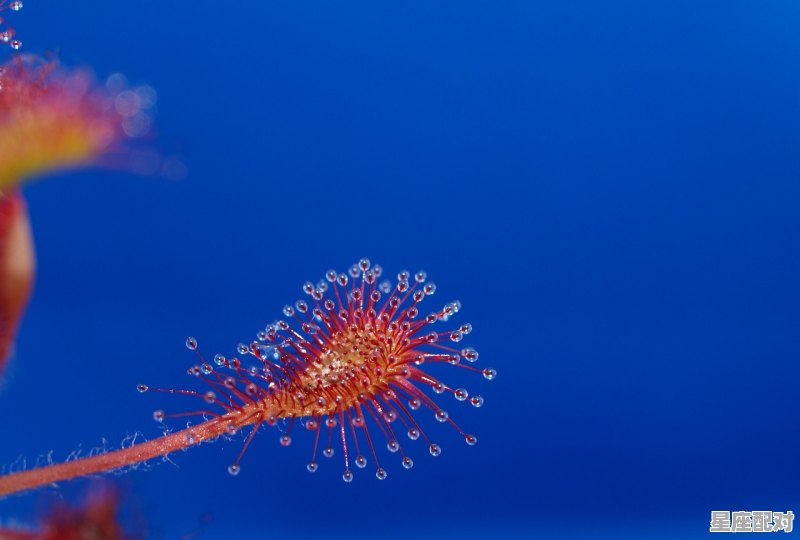 角宿一属于什么星座_89月出生的是什么星座 - 星座运势