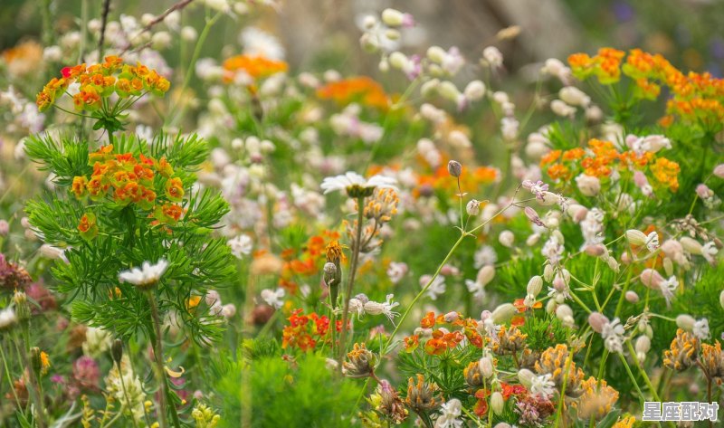对对子，天对地，雨对什么山花对什么，赤，满天花雨似雪飞是什么生肖 - 星座运势