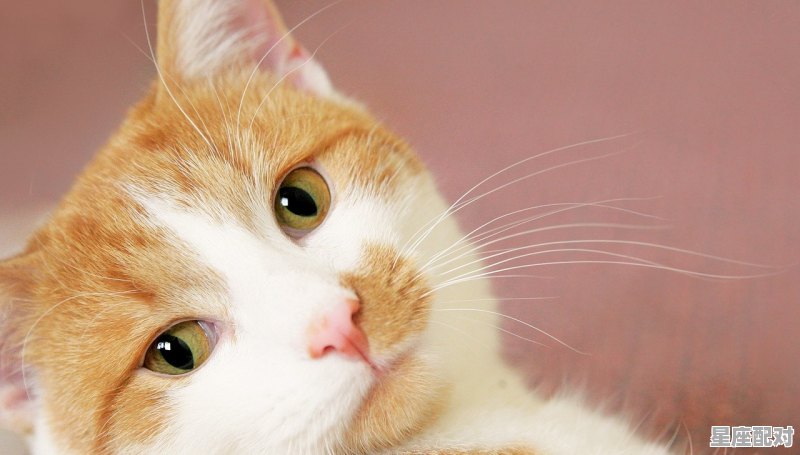 吃肉饮血称大王,猜一生肖_什么动物爱吃肉 吃肉饮血称大王,猜一生肖_什么动物爱吃肉 - 星座运势