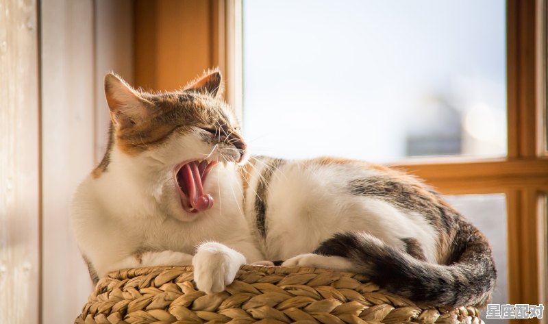 下午2点到3点出生是属什么_人逢喜事精神爽是什么动物 下午2点到3点出生是属什么_人逢喜事精神爽是什么动物 - 星座运势