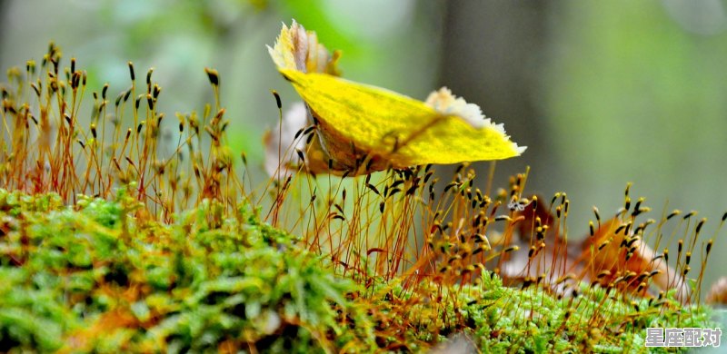 疏星淡月什么意思_疏星淡月是什么季节 疏星淡月什么意思_疏星淡月是什么季节 - 星座运势