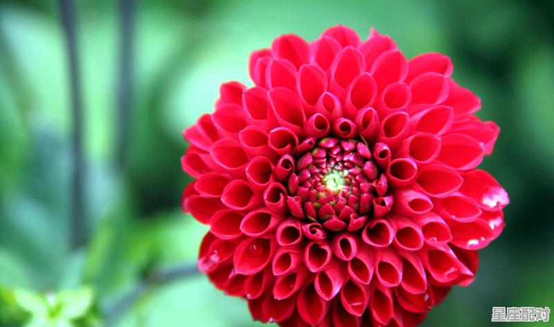 阴历正月十五是什么星座,正月蛇什么星座 - 星座运势