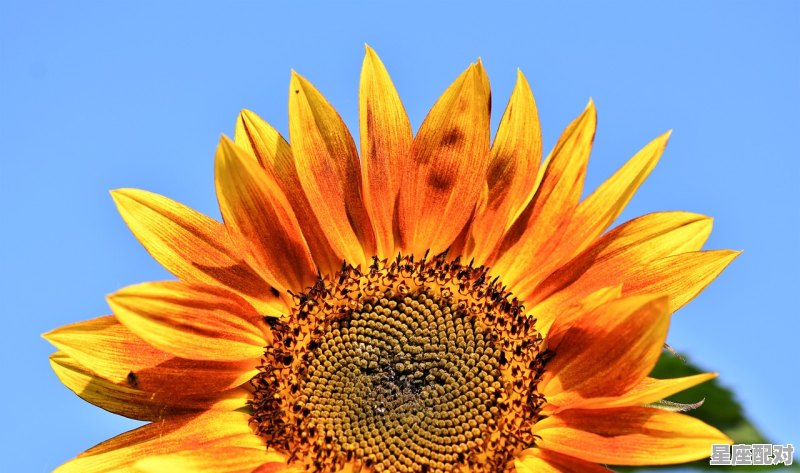 生肖今日属羊运势,生肖今日属羊运势 - 星座运势