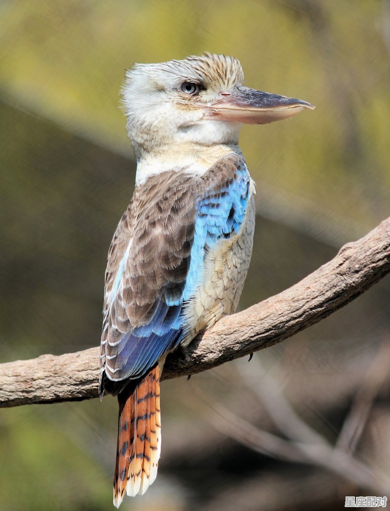 世界上最大的蛇有多大？活的最久的有多少年_蛇从人的身体爬过好不好 - 星座运势