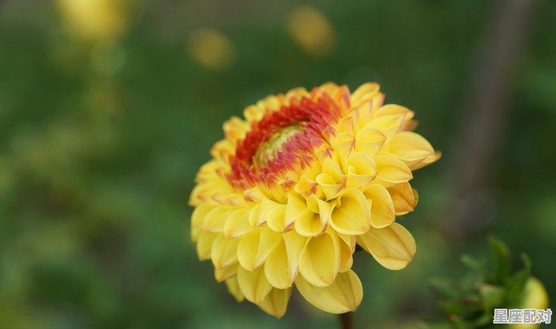 祈祷2021年好运的句子_今日运势送达 忌回首 祈祷2021年好运的句子_今日运势送达 忌回首 - 星座运势