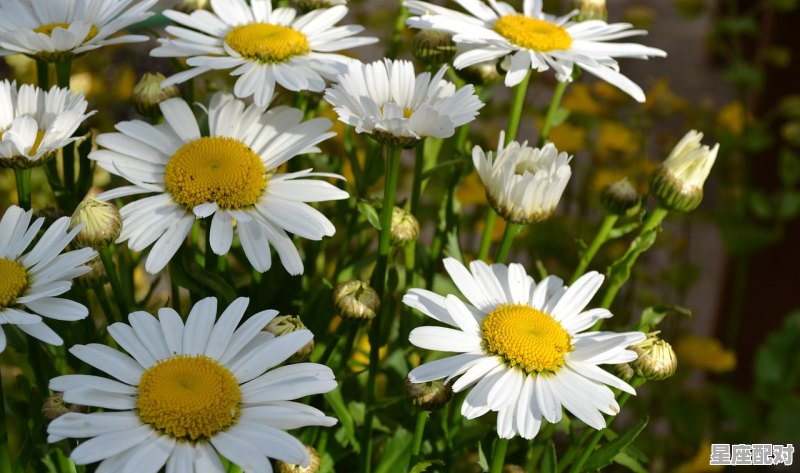 巨蟹座跟哪个星座最般配,十二星座配对中最佳配对者是什么 巨蟹座跟哪个星座最般配,十二星座配对中最佳配对者是什么 - 星座运势