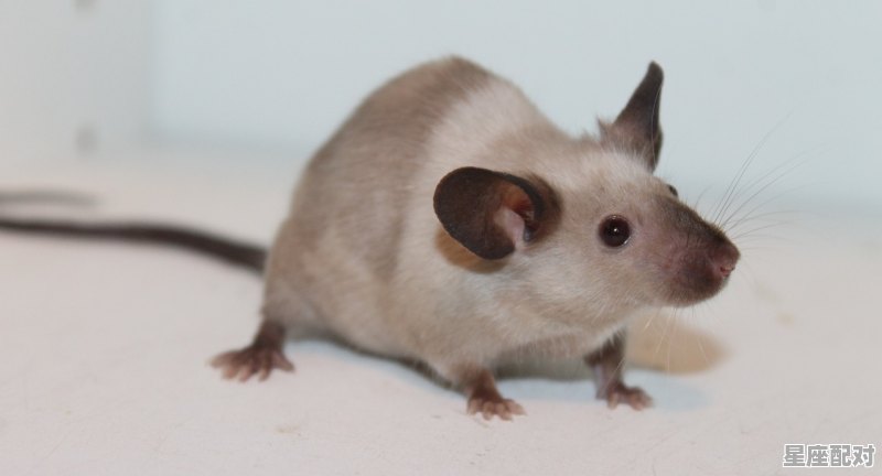 72年属鼠年吗,属鼠今日运势1972 - 星座运势