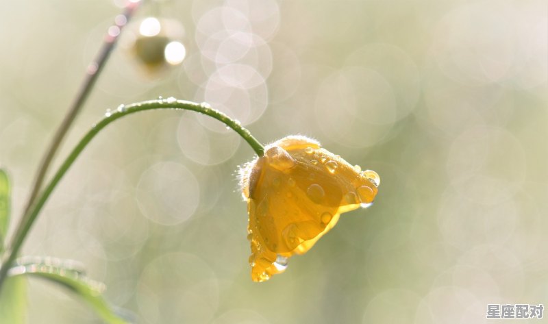 摩羯和处女座会复合吗,什么星座同甘共苦 - 星座运势