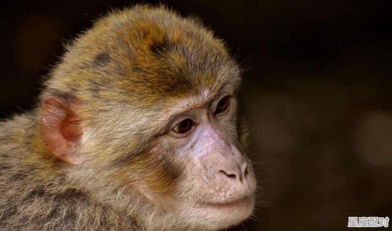 富翁是什么动物，一夜醒来成富翁是什么生肖 - 星座运势