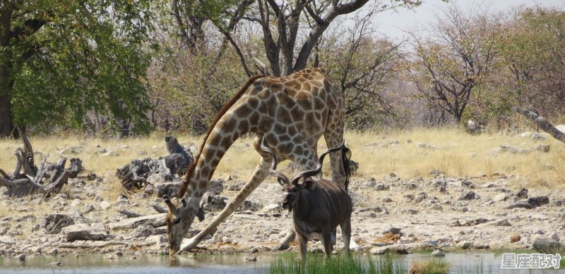 三醉岳阳人不识打动物_马仙娘娘什么生肖 - 星座运势