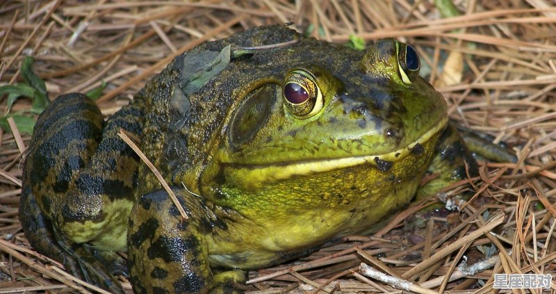 蛙到家里是什么征兆，梦到家里有青蛙 - 星座运势