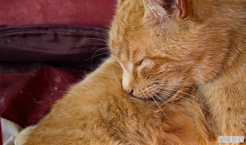 凡夫俗子有三寸之舌指什么动物,掉三寸舌是什么生肖 凡夫俗子有三寸之舌指什么动物,掉三寸舌是什么生肖 - 星座运势