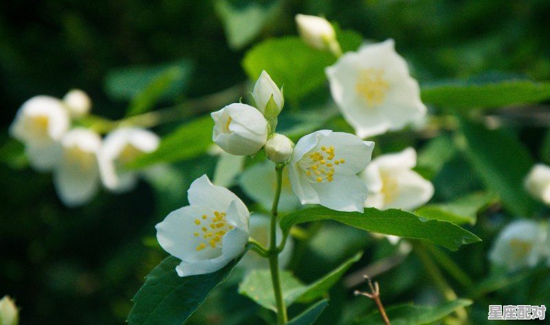 12星座最适合跟谁结婚，十二星座配对哪些事物 - 星座运势