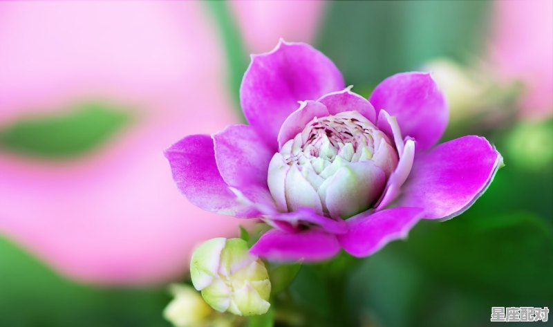 2022属猪吉祥物，属猪女今日运势水墨 - 星座运势