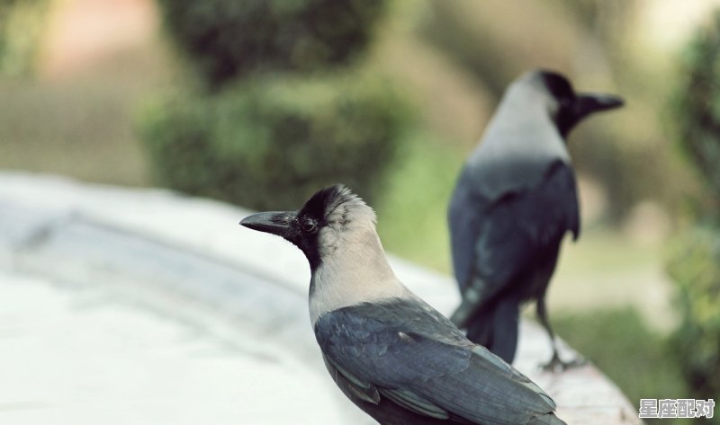 晚上遇很多蛇捆在一起的好不好_女人做梦梦到好多蛇 晚上遇很多蛇捆在一起的好不好_女人做梦梦到好多蛇 - 星座运势