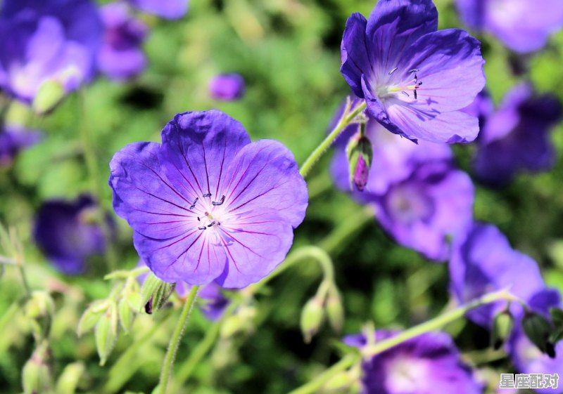 射手座和哪个星座配,十二星座配对是什么星座的人 射手座和哪个星座配,十二星座配对是什么星座的人 - 星座运势