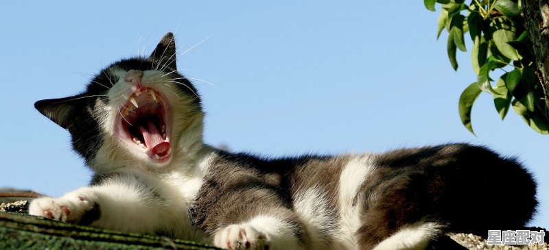 金牛座的性格特点和弱点,金牛座可见性格隐藏性格 金牛座的性格特点和弱点,金牛座可见性格隐藏性格 - 星座运势