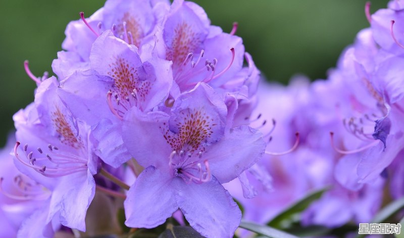 最适合结婚的5对星座注定天生一对_星座伴侣是什么意思 - 星座运势