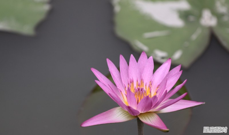 披星戴月指哪个生肖,一轮明月天上挂指什么生肖 披星戴月指哪个生肖,一轮明月天上挂指什么生肖 - 星座运势